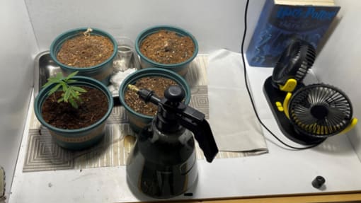 Teen arrested in Yishun after cannabis plant, cultivation attempts found in CNB raid