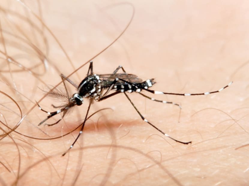 An Aedes mosquito, with its distinctive black and white striping. BLOOMBERG