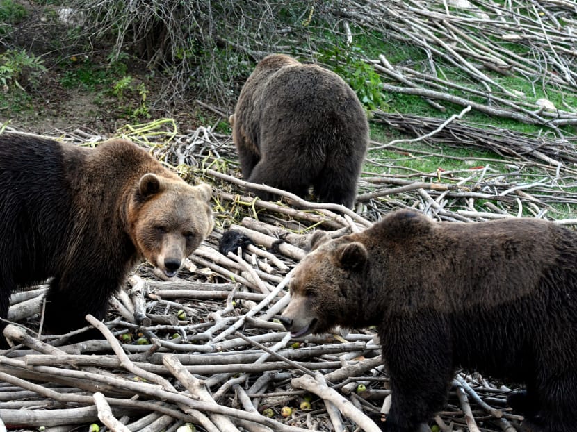 Orphaned, abandoned or abused: Croatia's brown bears that are unable to survive in the wild are finding a new home in the country's only sanctuary for the furry natives. Photo: AFP