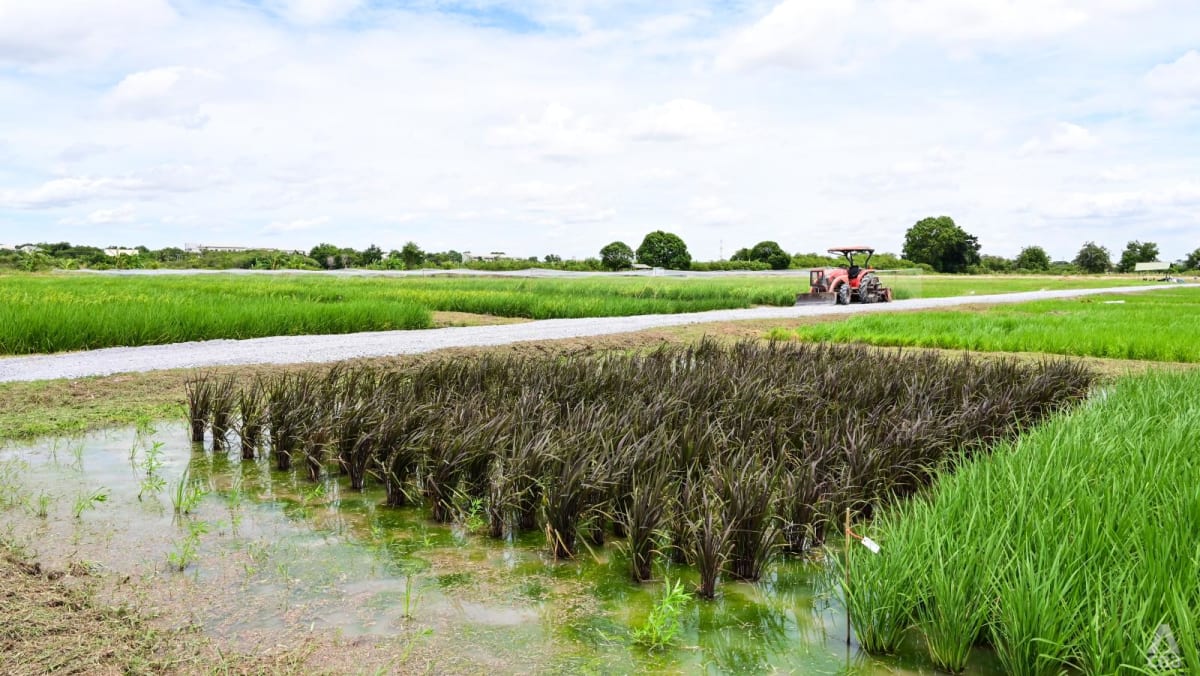 Rice farmers rejoicing but consumers frowning in Thailand amid global price spikes and shortages Rice farmers rejoicing but consumers frowning in Thailand amid global price spikes and shortages
