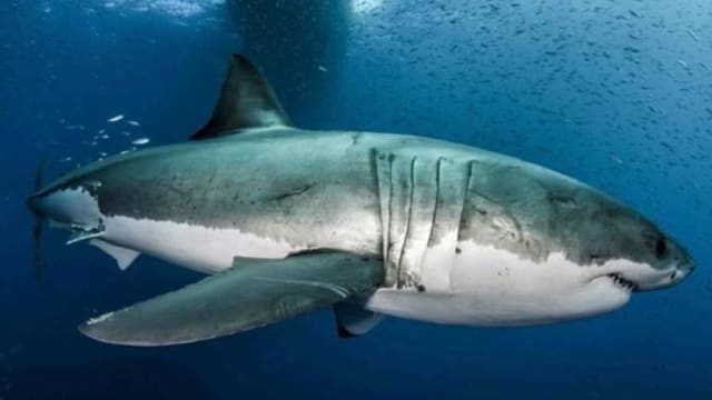 澳洲悉尼发生近60年来 首次鲨鱼咬死人事件