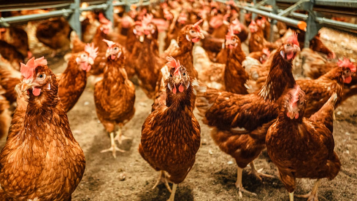 Tidak ada masalah keamanan pangan yang ditemukan di peternakan telur lokal, menyusul keluhan buruknya kesejahteraan unggas: SFA