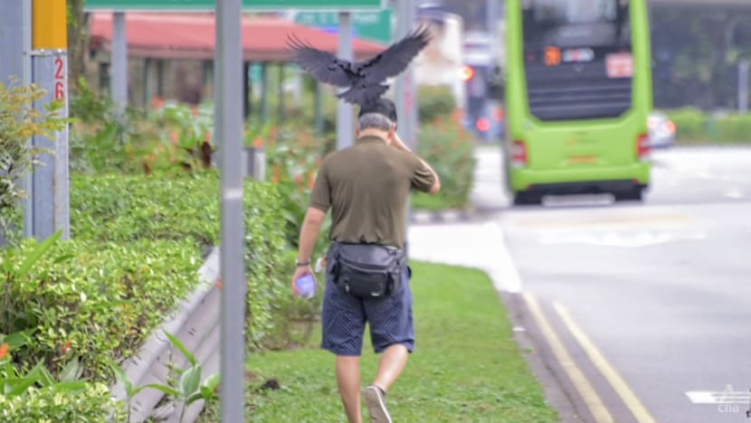 NParks to trap crows, remove nests around Bishan street after birds attack people NParks to trap crows, remove nests around Bishan street after birds attack people