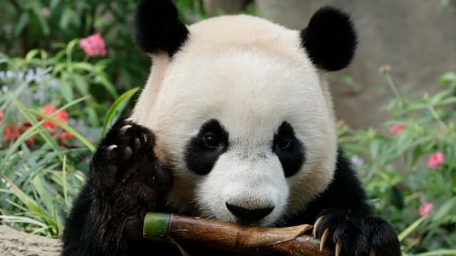 大熊猫妈妈嘉嘉与孩子叻叻 明起开始完全隔离