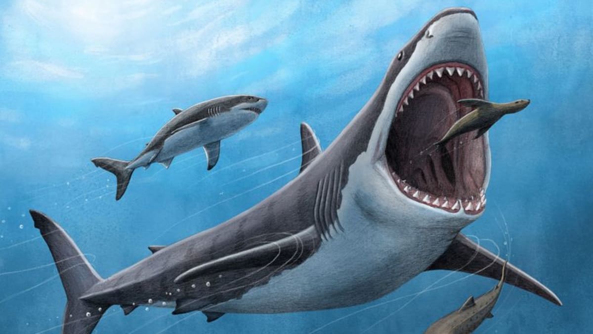 Tooth analysis confirms the megalodon - a huge ancient shark - was warm-blooded - Vimarsana News