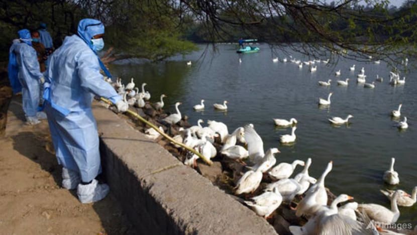 India reports first human death from bird flu India reports first human death from bird flu