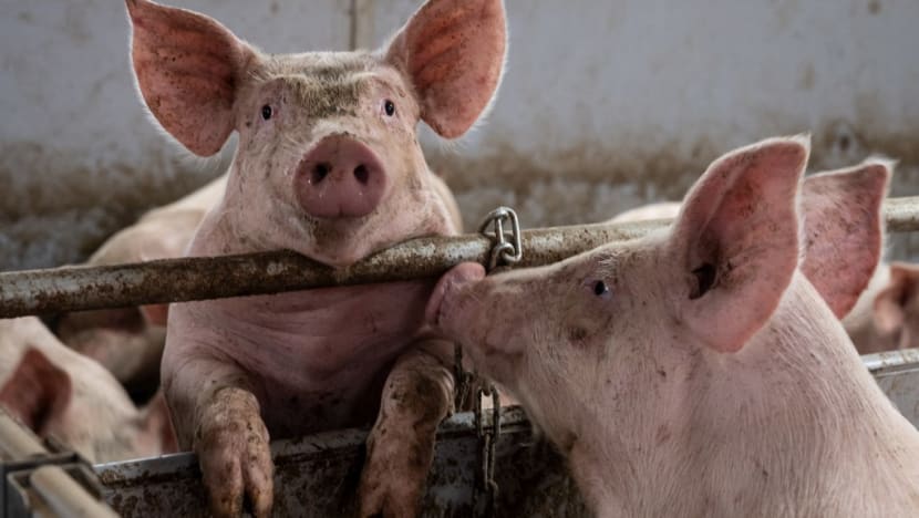 Butcher dies after struggle with pig at Hong Kong slaughterhouse Butcher dies after struggle with pig at Hong Kong slaughterhouse