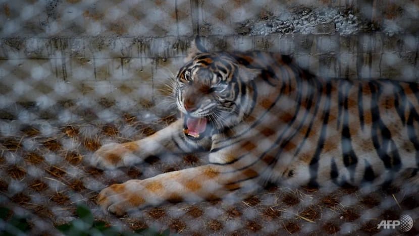 Scores of tigers rescued from infamous Thai temple have died: Reports