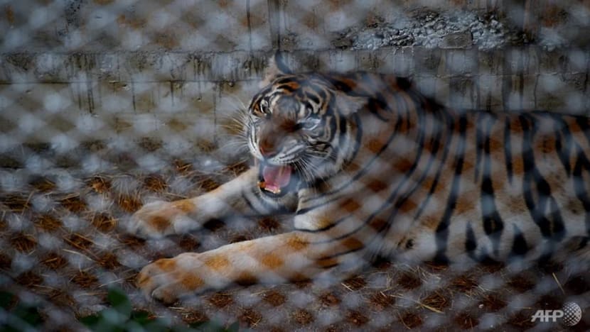 Scores of tigers rescued from infamous Thai temple have died: Reports Scores of tigers rescued from infamous Thai temple have died: Reports