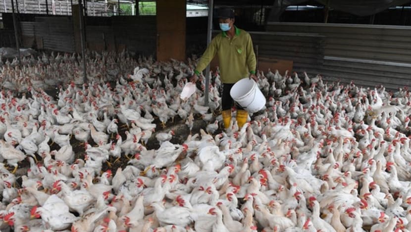 Malaysia may review palm kernel cake exports to secure chicken feed supply Malaysia may review palm kernel cake exports to secure chicken feed supply
