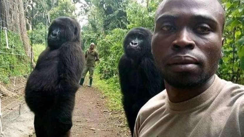 'Cheeky' gorillas in DR Congo strike a pose for selfie with park rangers 'Cheeky' gorillas in DR Congo strike a pose for selfie with park rangers