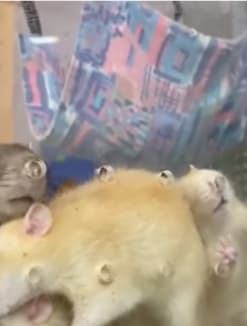 Screenshots from a video put up by Hamster Society Singapore of rats sniffing at ventilation holes in an enclosure and exhibit at Singapore Zoo.