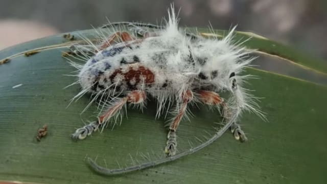 新品种甲虫现身澳洲 身上覆盖白色毛发 