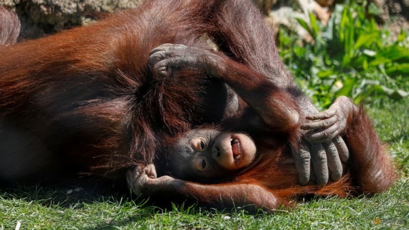 Spain's animal rights bill targets zoos and pet shops but not bullfighting Spain's animal rights bill targets zoos and pet shops but not bullfighting