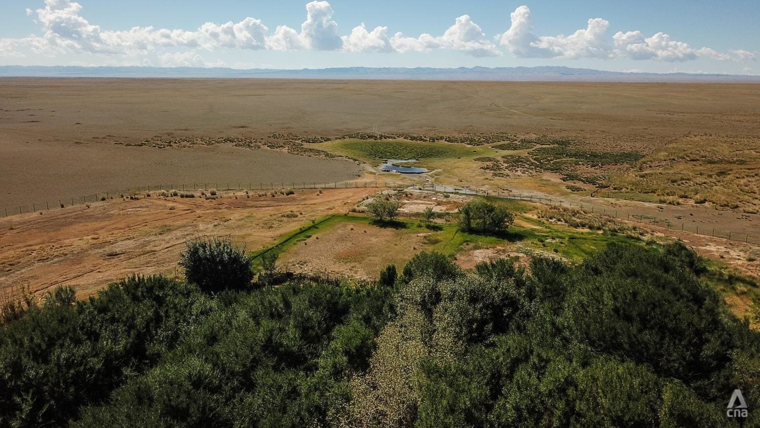 Forests in the desert: Why Mongolia is banking on a billion new trees to halt desertification