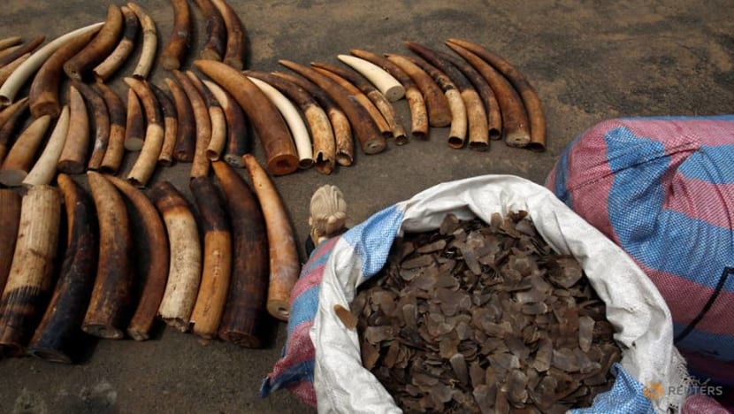 Thousands of animals saved in global crackdown on wildlife crime Thousands of animals saved in global crackdown on wildlife crime