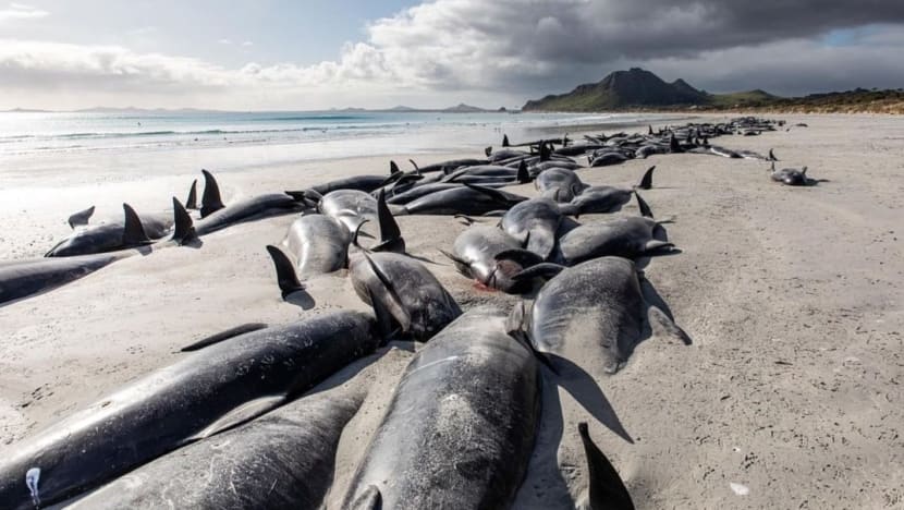 More than 200 stranded pilot whales die on Pacific Ocean's remote Pitt Island More than 200 stranded pilot whales die on Pacific Ocean's remote Pitt Island