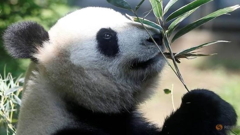 Panda 11 tahun 'berlagak' hamil, tetapi tidak sebenarnya