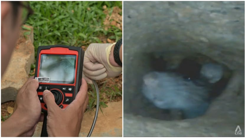 rat in burrow