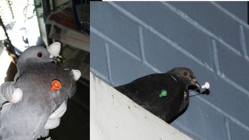 Civet not first case of animal injured by blow darts, more than 12 pigeons found in similar state over past year: Wildlife group Civet not first case of animal injured by blow darts, more than 12 pigeons found in similar state over past year: Wildlife group