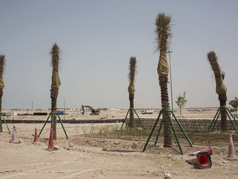 Palm trees being planted along the highways, with a goal of turning Qatar more green within four years.