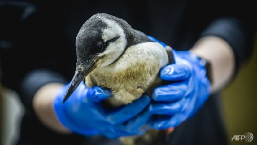 Dutch scientists probing mystery of mass bird deaths Dutch scientists probing mystery of mass bird deaths