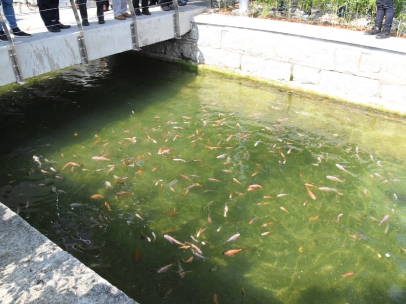 The newly restored Prangin Canal is teeming with a variety of fishes now. The newly restored Prangin Canal is teeming with a variety of fishes now.
