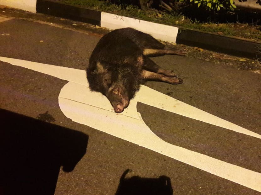 The tusked wild boar — measuring 1.5m from head to tail — was shot by a police officer on Tuesday (Nov 21) evening. It later had to be euthanised, wildlife rescue group ACRES said. Photo: ACRES