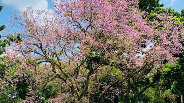 “新加坡樱花”绽放中！网民打卡分享美照