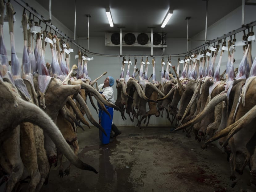 A worker at Warroo Game Meats removes kangaroo skins in Surat, Australia on April 21, 2021. A bill in the US Congress aims to ban all kangaroo products from Australia, setting up a clash between two very different kinds of people on opposite ends of the earth.