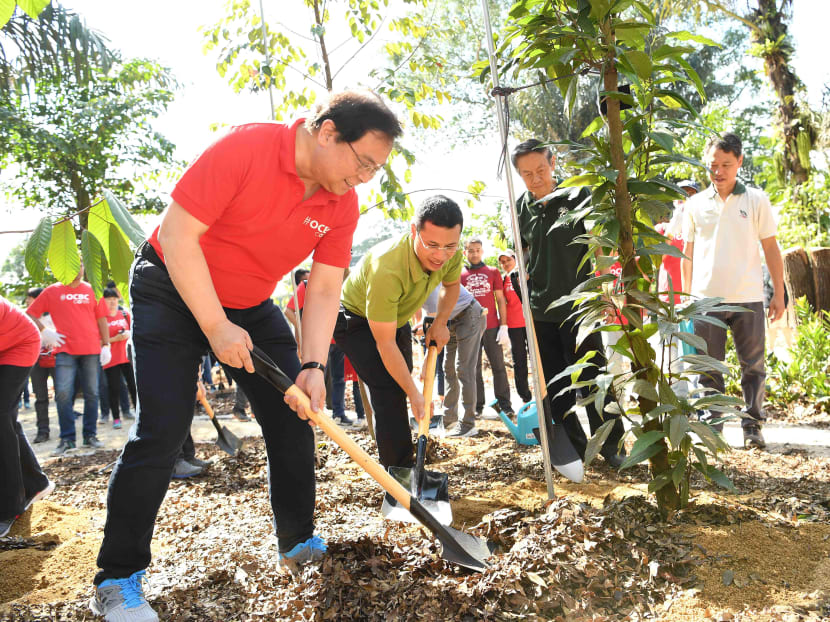 From left: Mr Samuel Tsien, chief executive officer of OCBC Group, Mr Desmond Lee, Minister for Social and Family Development, and Professor Leo Tan, chairman of the Garden City Fund, planting a Shorea Gratissima tree at the site of the OCBC Arboretum.