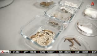 NTU scientists use 'superworms' to digest plastic