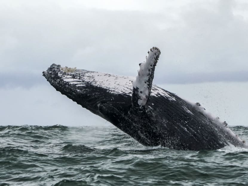 A United States lobster fisherman said he was scooped into the mouth of a humpback whale and lived to tell the tale.