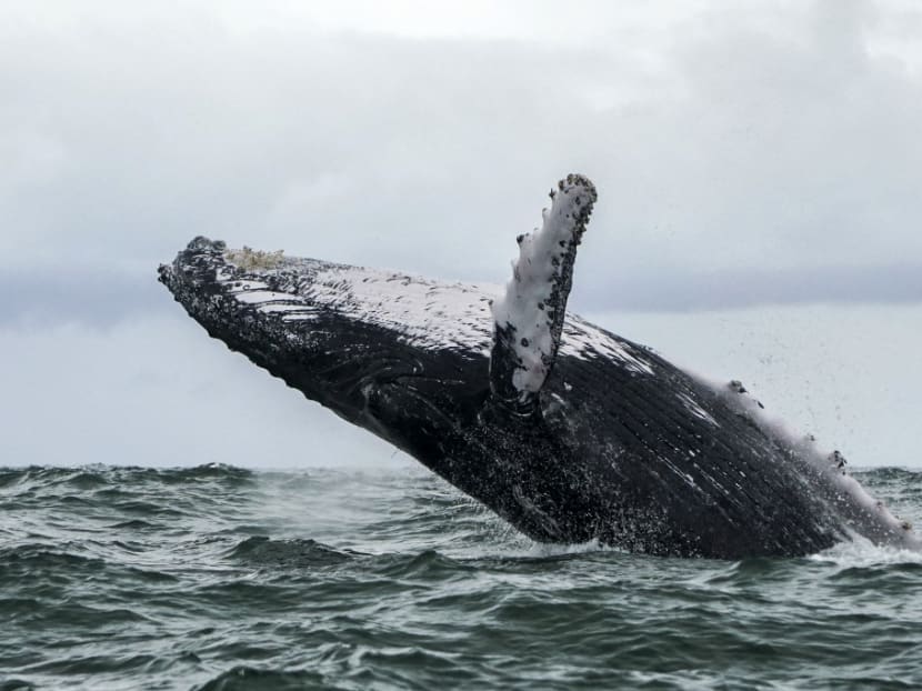 A United States lobster fisherman said he was scooped into the mouth of a humpback whale and lived to tell the tale. A United States lobster fisherman said he was scooped into the mouth of a humpback whale and lived to tell the tale.