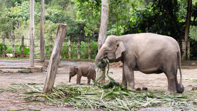 IN FOCUS: Protecting Sabah’s endangered elephants in the spotlight after handler gored to death IN FOCUS: Protecting Sabah’s endangered elephants in the spotlight after handler gored to death