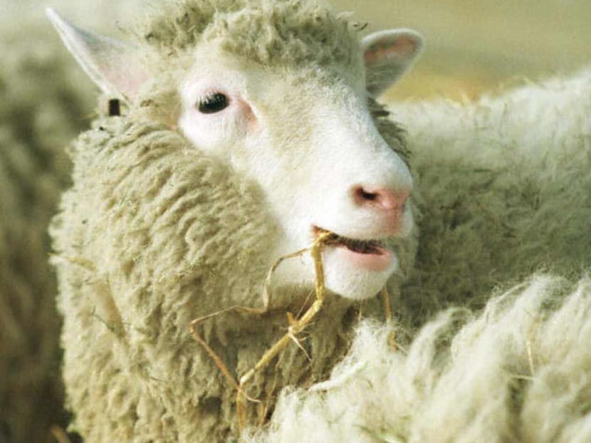 This file photo taken on Feb 3, 1997 shows Dolly, the cloned sheep at the Edinburgh Institute. Photo: AFP