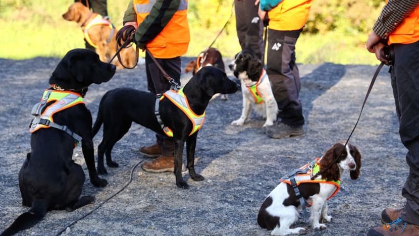 German dogs to sniff out wildlife at building sites to speed up work German dogs to sniff out wildlife at building sites to speed up work