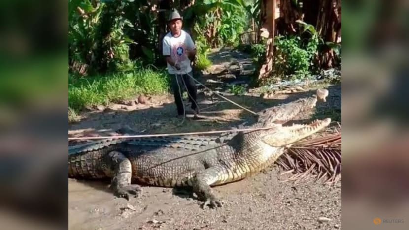 Villagers cheer Indonesian for capturing big crocodile with rope Villagers cheer Indonesian for capturing big crocodile with rope