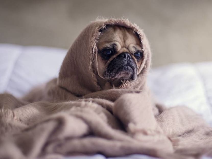 Before you go back to work, here's how to prepare your dog to be left alone at home (again)