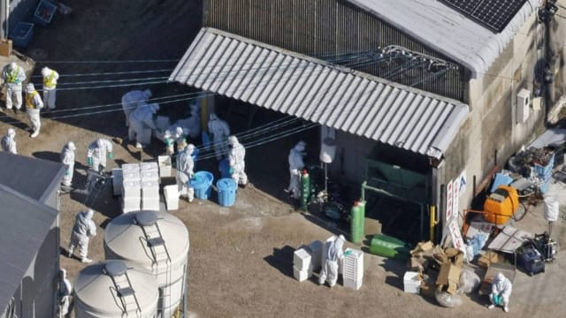 日本一养鸡场疑出现高致病性禽流感 约2万3000只鸡只被扑杀
