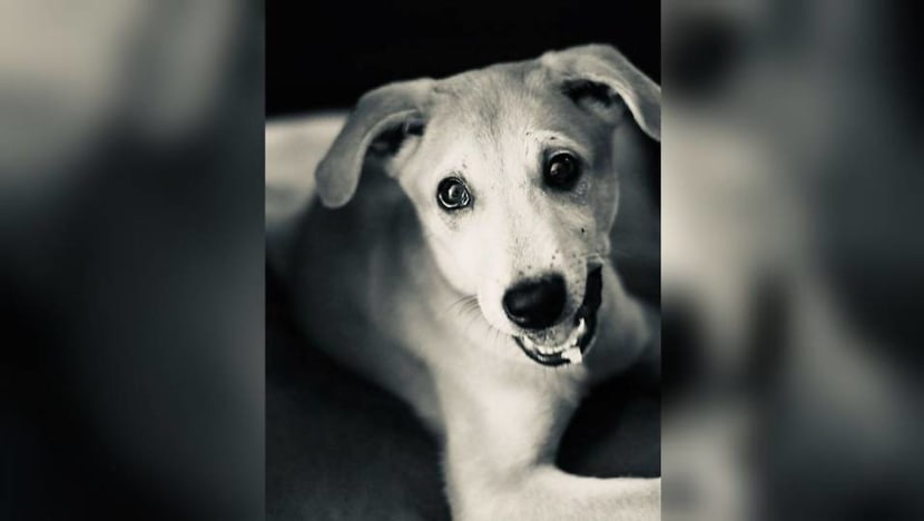 Euthanasia of dog Loki: AVS finds no failure in duty of care, animal cruelty by owners; no ethics breach by vets Euthanasia of dog Loki: AVS finds no failure in duty of care, animal cruelty by owners; no ethics breach by vets