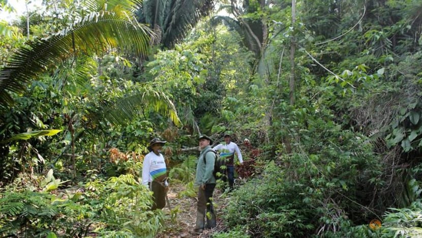 More than 10,000 species risk extinction in Amazon, says landmark report More than 10,000 species risk extinction in Amazon, says landmark report