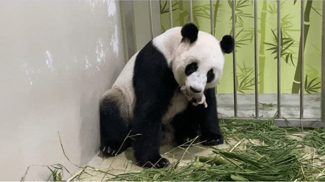 首只新加坡大熊猫出生了！大熊猫“嘉嘉”诞下幼崽