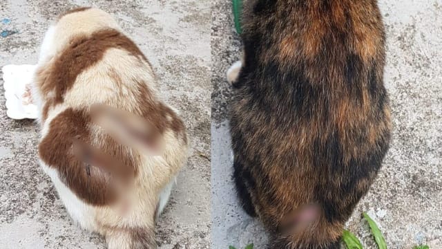 宏茂桥虐猫狂今天被控 还押心理卫生学院两周