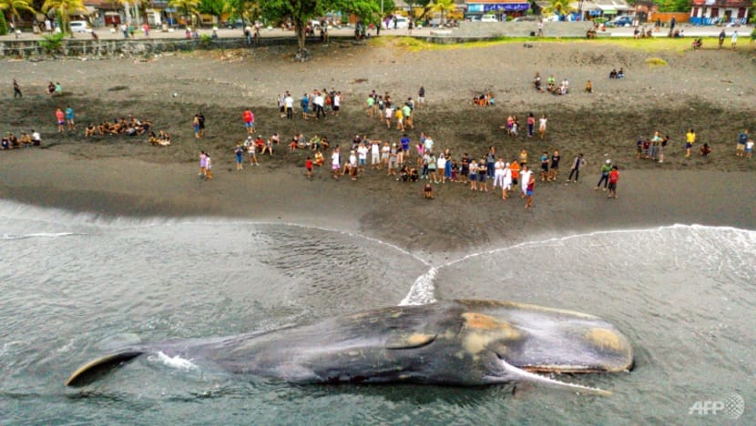 Massive sperm whale beaches itself, dies in Bali Massive sperm whale beaches itself, dies in Bali