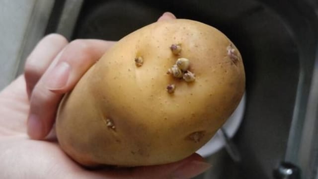 发芽的马铃薯别扔　用它来绿化环境