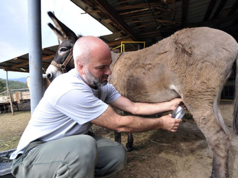 Montenegrin Darko Saveljic, 42, milks a donkey near the village of Gradina Martinicka. Photo: AFP