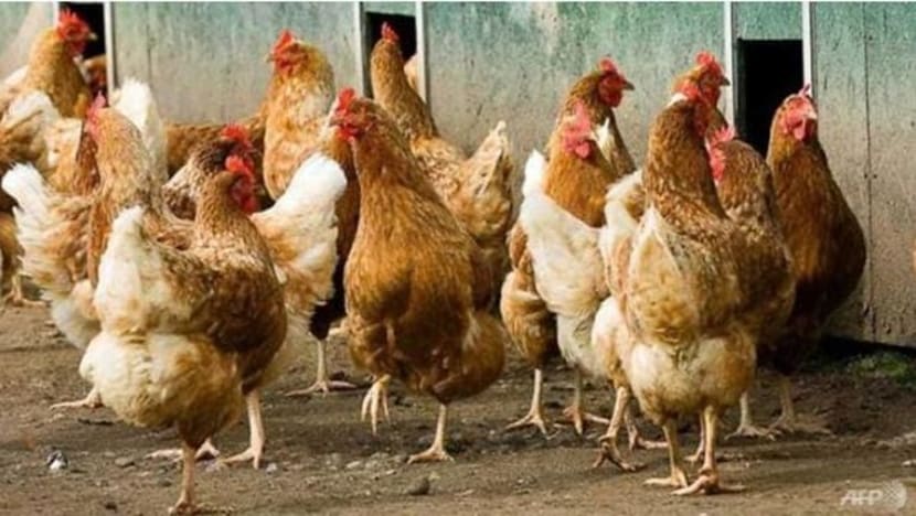 Jerman lapor penularan selesema burung H5N8