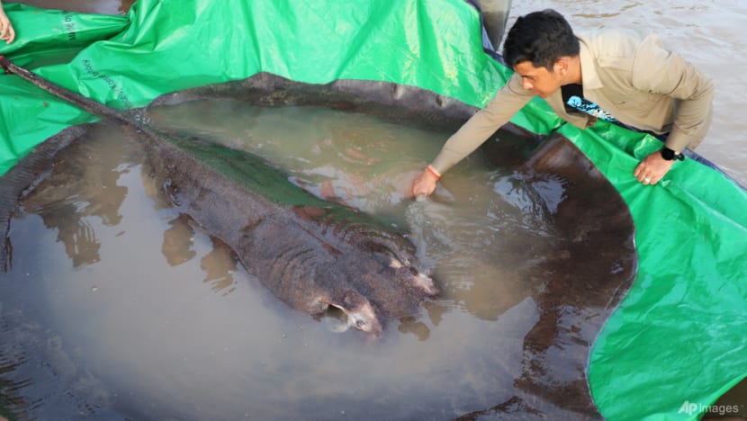 World's largest recorded freshwater fish, a 300kg stingray, found in Cambodia World's largest recorded freshwater fish, a 300kg stingray, found in Cambodia