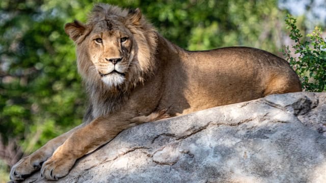 冠病全球肆虐 美国动物园11头狮子遭殃